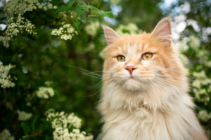 portrait of a cream colored maine coon cat in nature next to flowering tree in spring portrait of a cream colored maine coon cat in nature next to flowering tree in spring